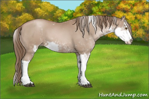 Horse Color:Black Pearl Sabino