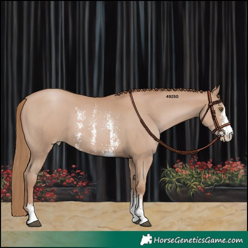 Horse Color:Black Pearl Sabino 