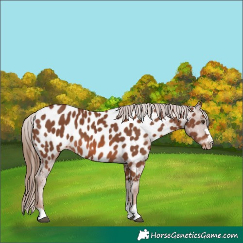 Horse Color:Chestnut Appaloosa 