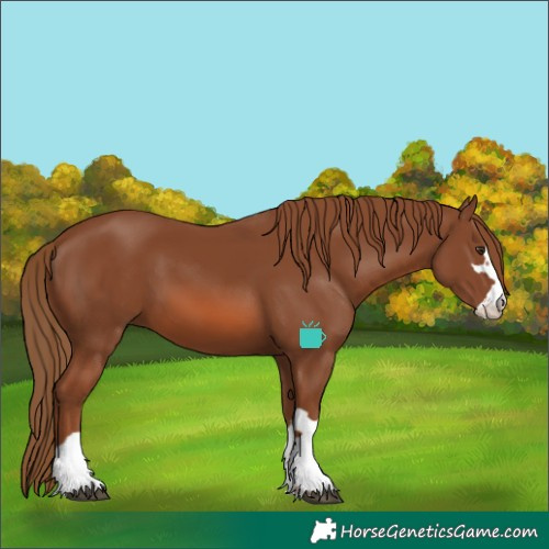 Horse Color:Chestnut 