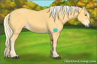 Horse Color:Palomino