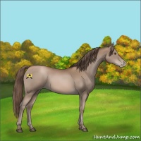 Horse Color:Black Pearl Sabino 