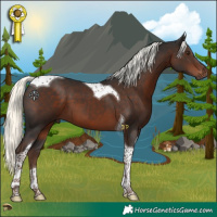 Horse Color:Liver Chestnut Mushroom Tobiano