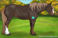 Horse Color:Liver Chestnut