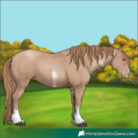 Horse Color:Black Pearl Sabino 