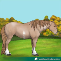 Horse Color:Black Pearl Sabino
