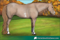 Horse Color:Black Pearl Sabino 