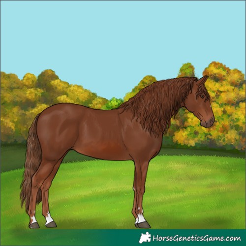Horse Color:Chestnut 