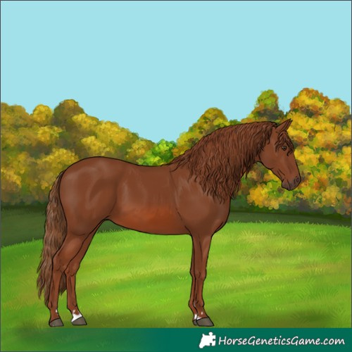 Horse Color:Chestnut 