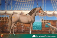 Horse Color:Black Pearl Sabino 