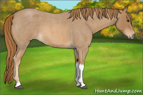 Horse Color:Red Roan Tobiano 