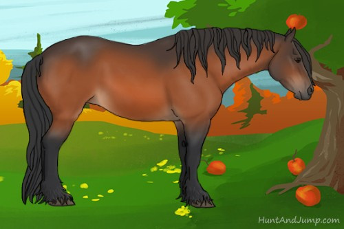 Horse Color:Bay 