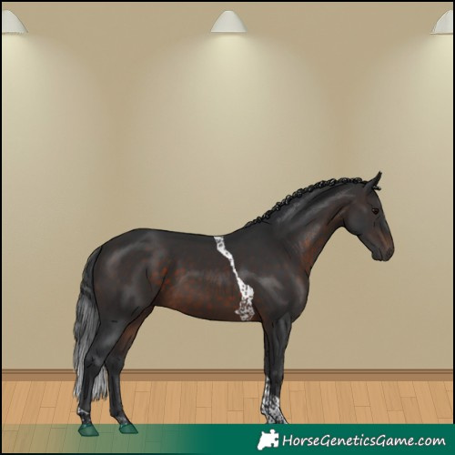 Horse Color:Brown Tobiano