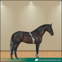 Horse Color:Brown Tobiano 