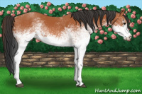 Horse Color:White Spotted Bay 