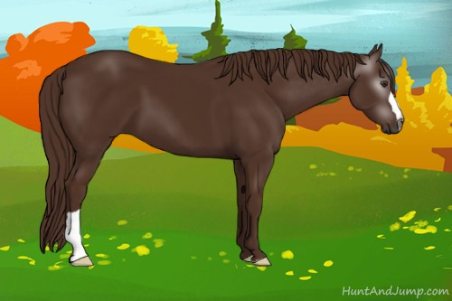 Horse Color:Gray Chestnut 