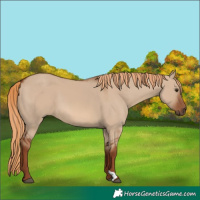 Horse Color:Red Dun 