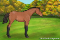 Horse Color:Bay Roan 