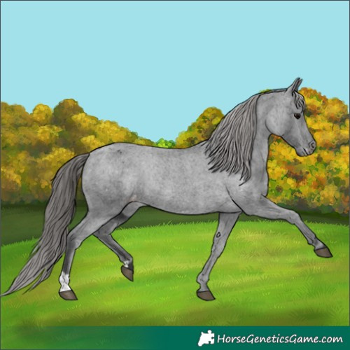 Horse Color:Black Appaloosa Rabicano