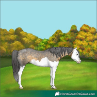 Horse Color:Buckskin Splash Appaloosa 