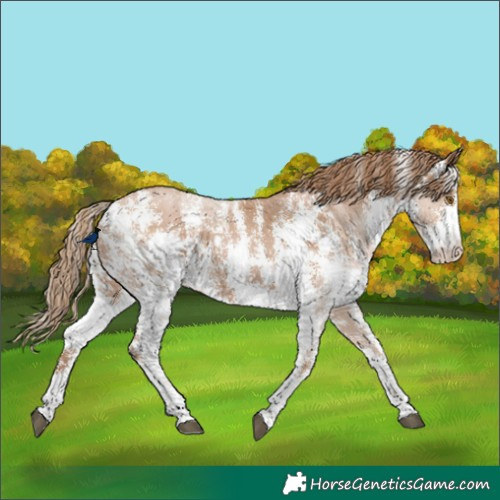 Horse Color:Black Pearl Sabino