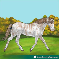Horse Color:Black Pearl Sabino 