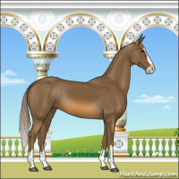 Horse Color:Chocolate Palomino Sabino Splash 