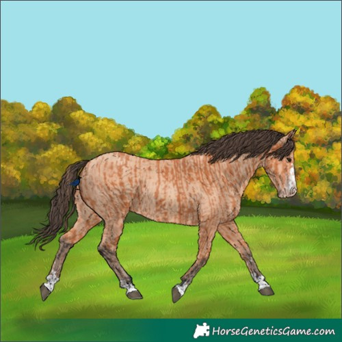 Horse Color:Bay  and Amber Champagne 