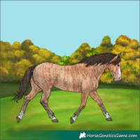 Horse Color:Bay  and Amber Champagne 