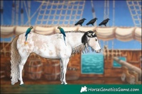 Horse Color:Black Pearl Sabino 
