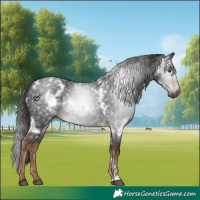 Horse Color:Gray White Spotted Liver Chestnut 
