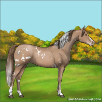 Horse Color:White Spotted Black Pearl Sabino 
