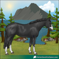 Horse Color:Black 