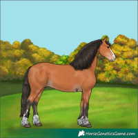 Horse Color:Bay 