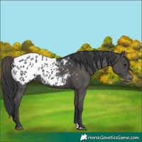 Horse Color:Black Appaloosa 