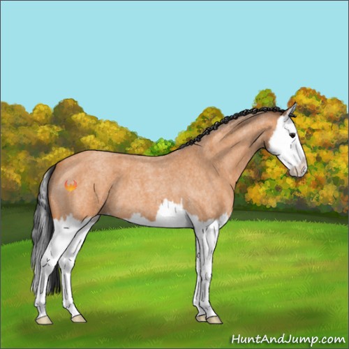 Horse Color:Bay Roan Splash 
