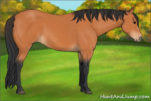 Horse Color:Bay 