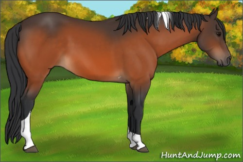 Horse Color:Bay Tobiano 