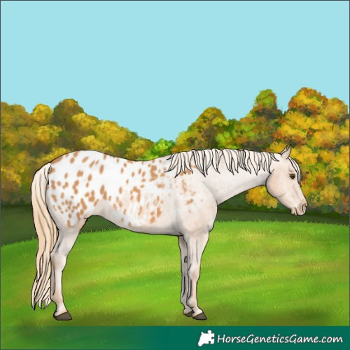 Horse Color:Chestnut Appaloosa 