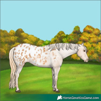 Horse Color:Chestnut Appaloosa 