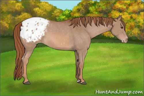 Horse Color:Chestnut Appaloosa 