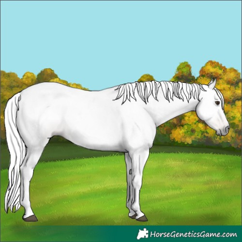 Horse Color:Gray Chestnut 