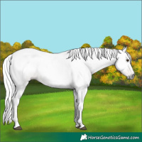 Horse Color:Gray Chestnut 