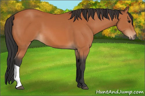 Horse Color:Bay 