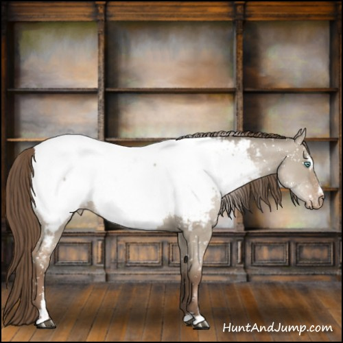 Horse Color:Grullo Roan Pearl Sabino Appaloosa