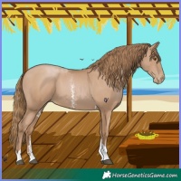 Horse Color:Black Pearl Sabino Tobiano 