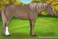 Horse Color:Chocolate Palomino 