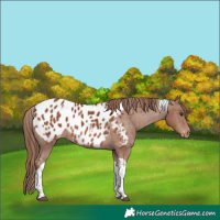 Horse Color:Chestnut Tobiano Appaloosa