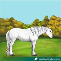 Horse Color:Black Chinchilla Pearl Sabino