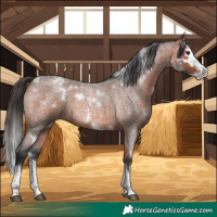 Horse Color:White Spotted Bay Roan Splash 